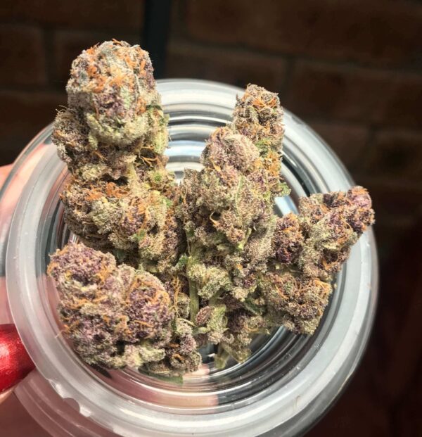 buy girl scout cookies strain Europe