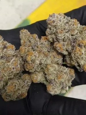 Buy sundae driver strain online Europe